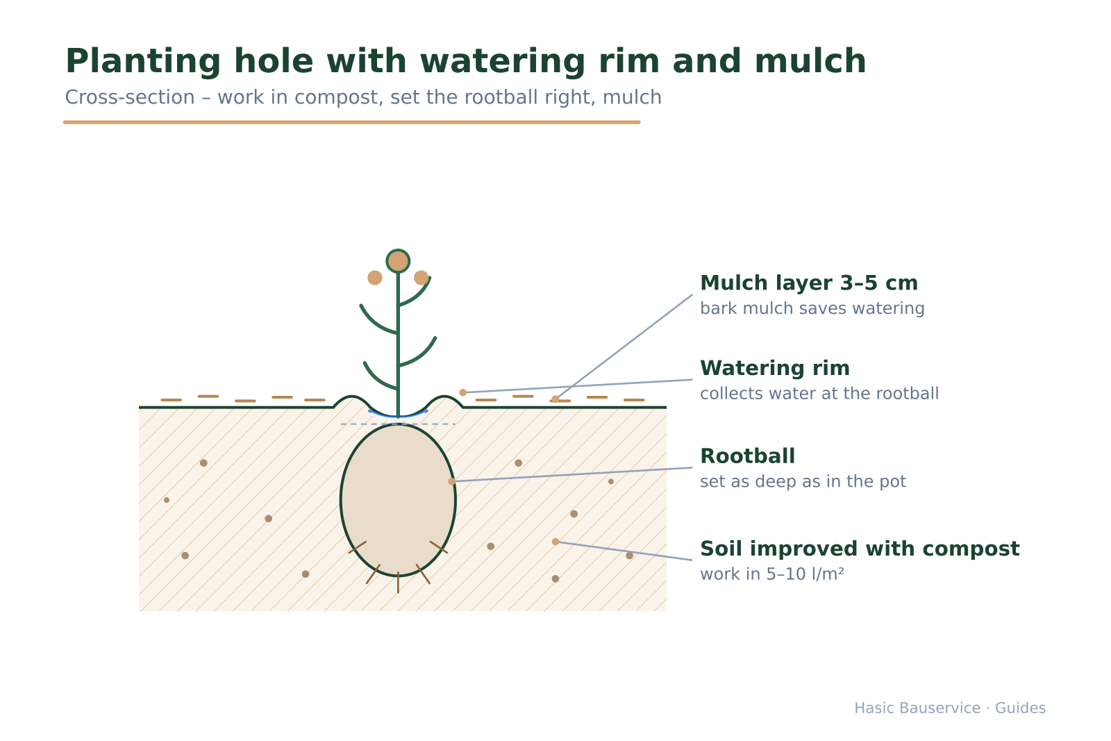 Cross-section of a planting hole with root ball, incorporated compost, mulch layer and watering rim.