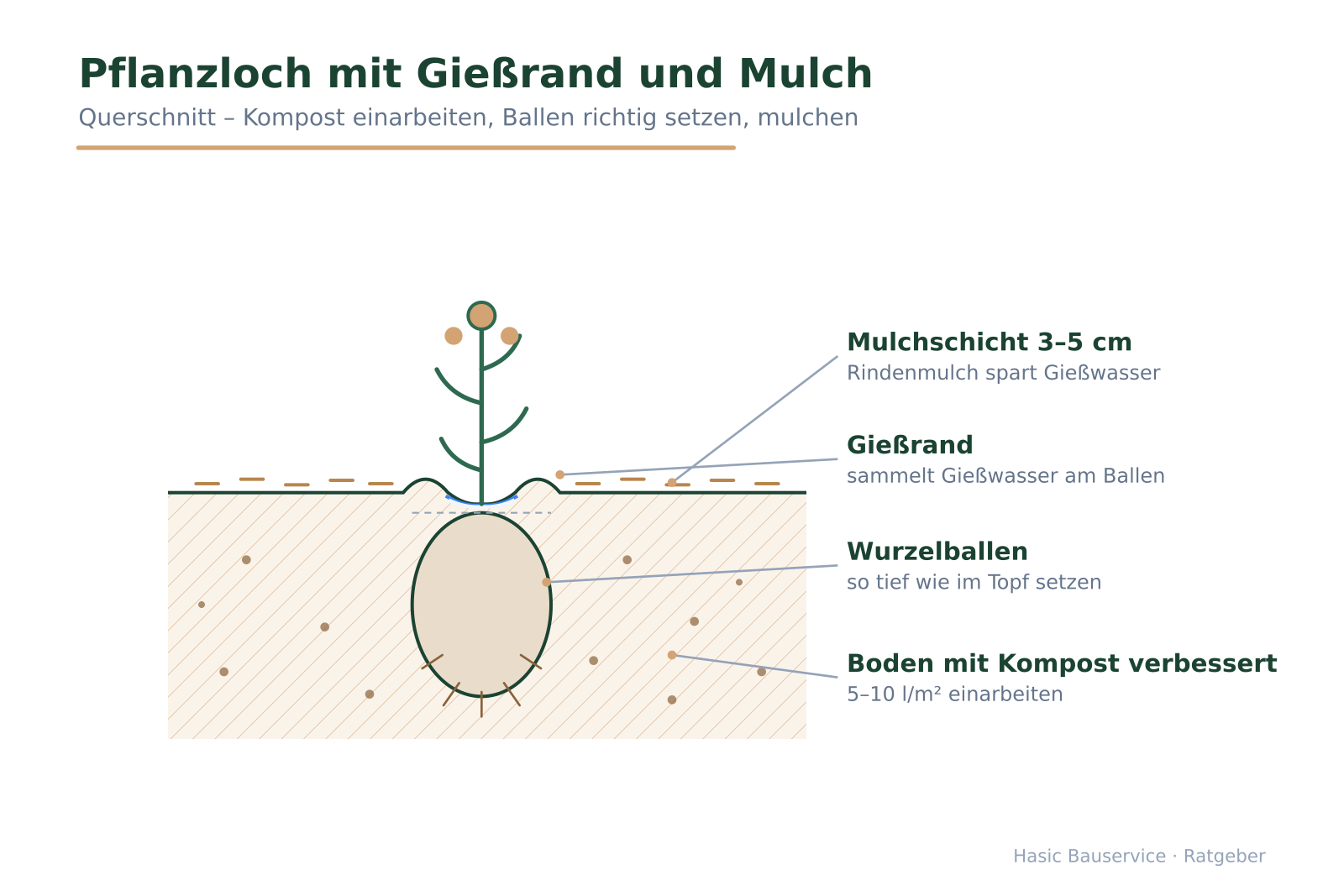 Querschnitt eines Pflanzlochs mit Wurzelballen, eingearbeitetem Kompost, Mulchschicht und Gießrand.