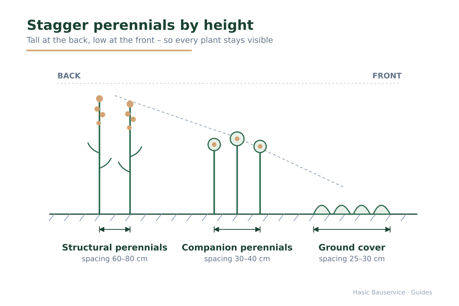 Cross-section of a perennial bed with height staggering rising towards the back and planting distances.