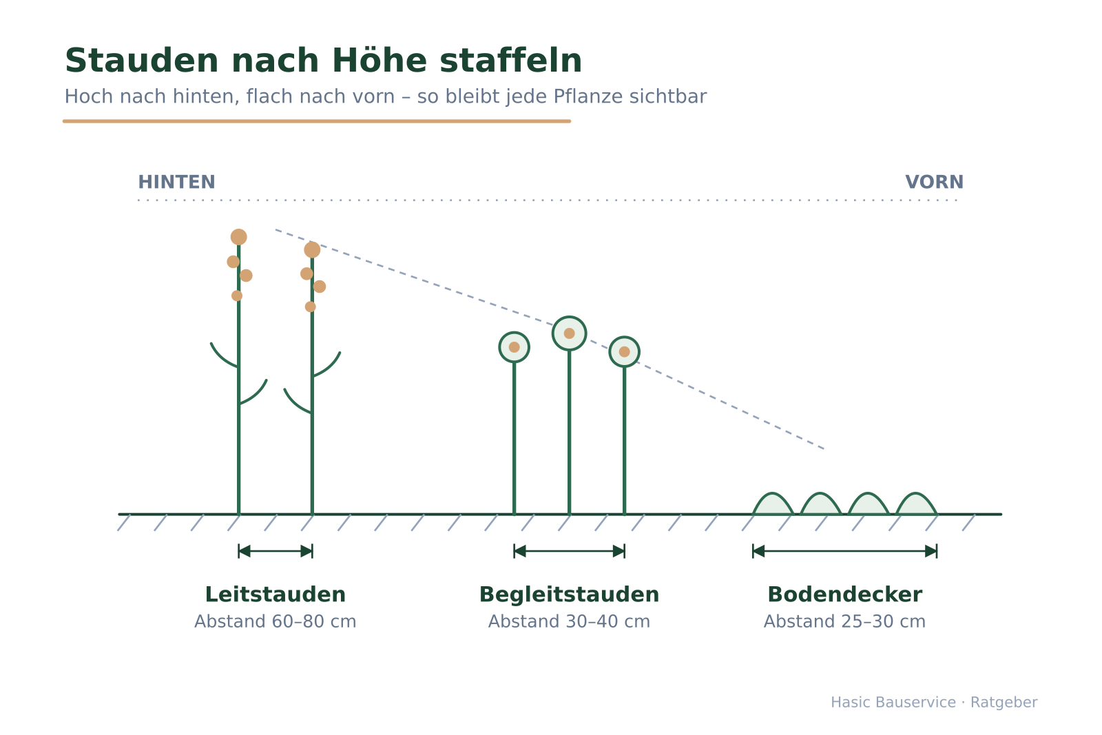 Querschnitt eines Staudenbeets mit nach hinten ansteigender Höhenstaffelung und Pflanzabständen.