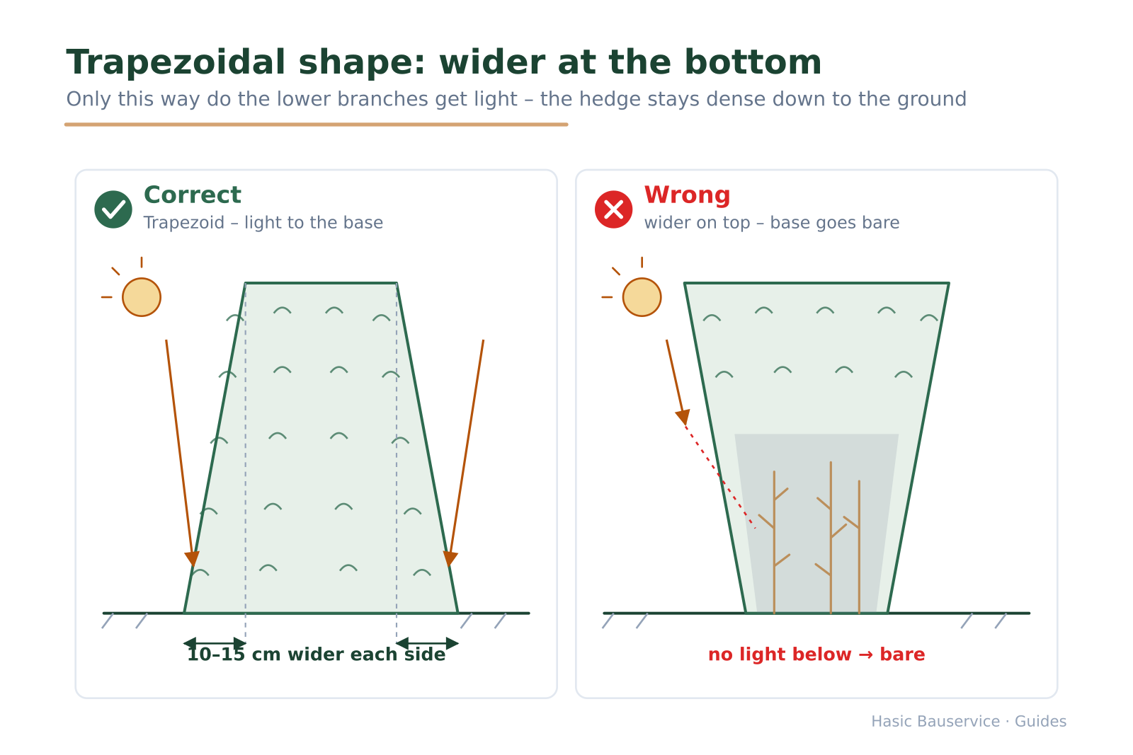 Comparison of two hedge cross-sections: trapezoid with light reaching the base on the left, wider top with a bare shaded base on the right.