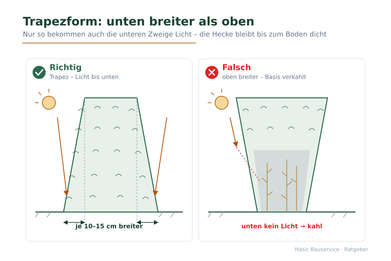Vergleich zweier Heckenquerschnitte: links Trapezform mit Licht bis unten, rechts oben breiter mit verkahlter, beschatteter Basis.