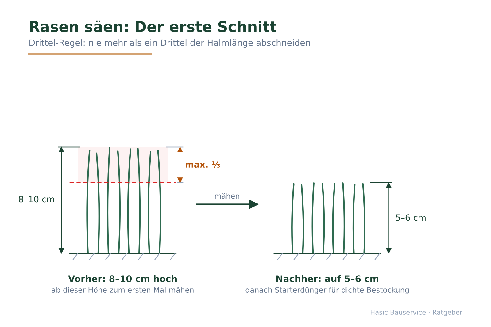 Vorher-Nachher-Vergleich von Grashalmen mit markierter Schnittlinie und Hinweis „max. ein Drittel“.