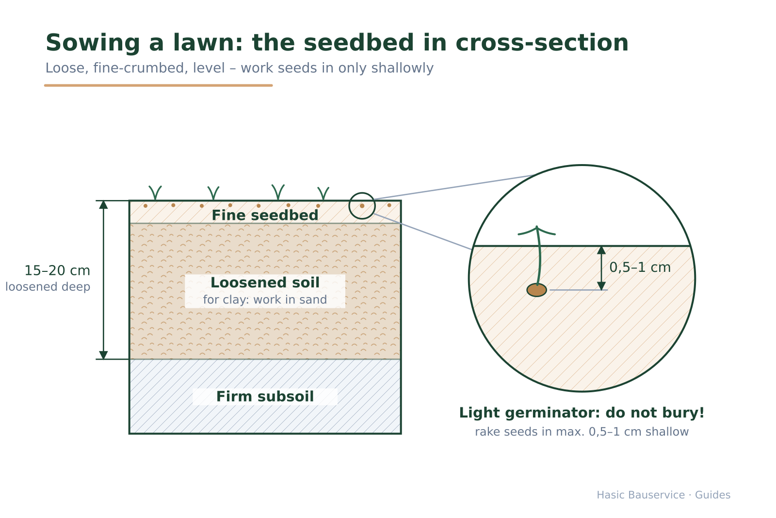 Soil cross-section with loosened layer, fine seedbed and magnifier detail showing the 0.5–1 cm maximum sowing depth.