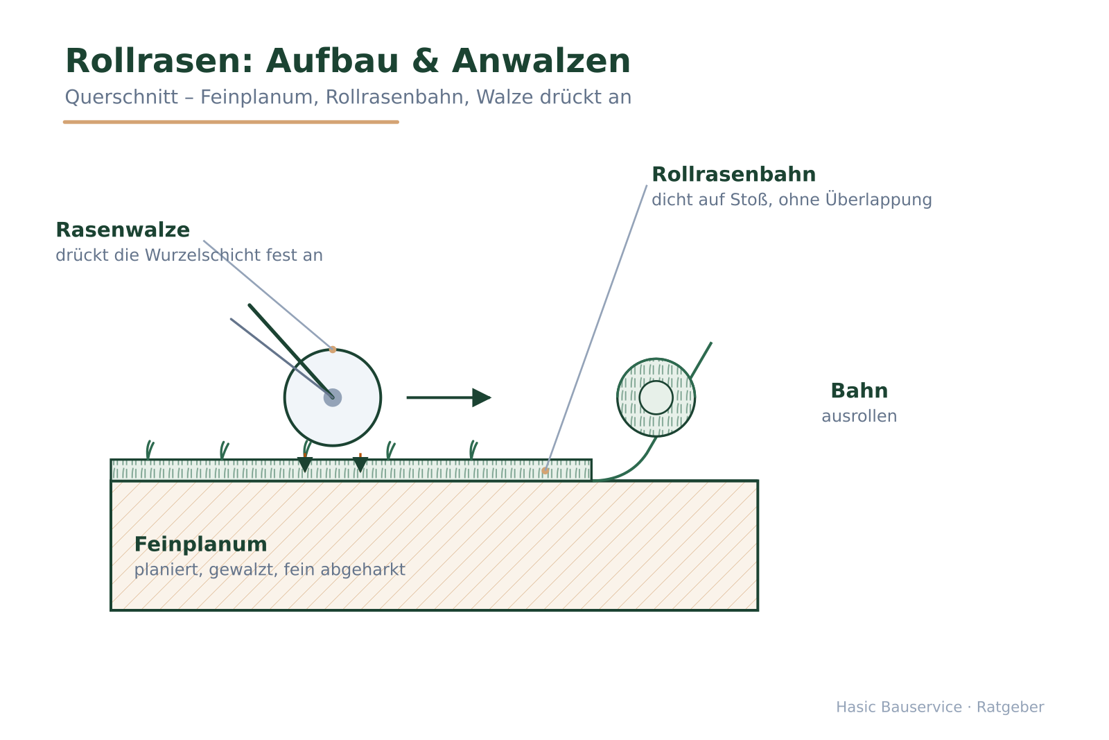 Seitenansicht mit Feinplanum, ausgerollter Rollrasenbahn, Rasenwalze und aufgerollter Bahn.